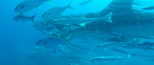 ¡Impresionante! Graban a enorme tiburón en una playa de Miami