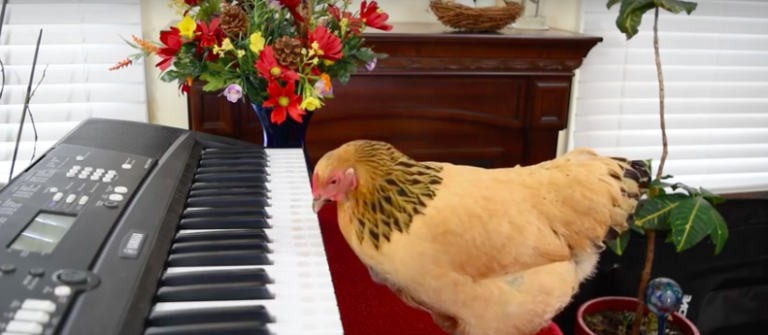 gallina tocando el piano