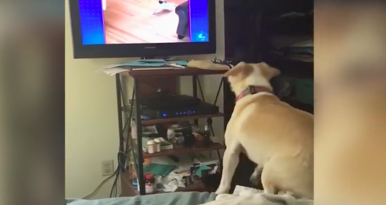Este perro imita a otro animal que sale en la televisión