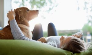Ley Cholito: Senado aprobó proyecto de ley sobre tenencia responsable de mascotas