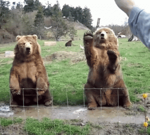 Test: Descubre cómo te ven y quién eres según el animal que escojas