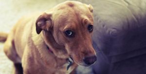 Estos son los 10 olores que los perros no soportan