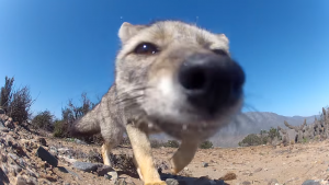 ¡Ladrón profesional! Zorro chileno sorprende robándose una cámara