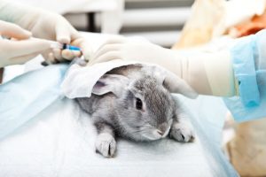¿Por qué los conejos son utilizados para experimentación animal en laboratorios?