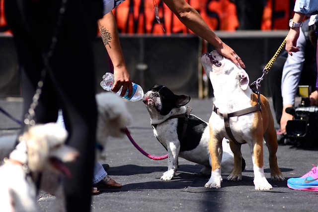 Persona dándole cariño y agua a unos perritos