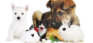 Aprende a evitar que tu mascota se estrese cuando salgas de viaje