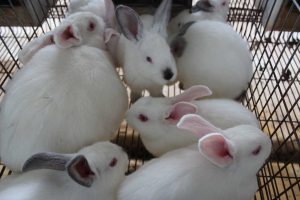 ¡Infórmate! La historia del testeo en animales en productos cosméticos