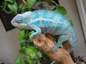 Video del nacimiento de un camaleón conquista las redes sociales