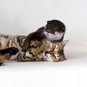 La tierna amistad entre nutria y gato de bengala que se quieren como hermanos