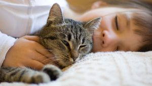 Experimento determina que los gatos prefieren el contacto con humanos antes que la comida