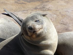 Hombre salva a niña arrastrada hacia el mar por un lobo marino