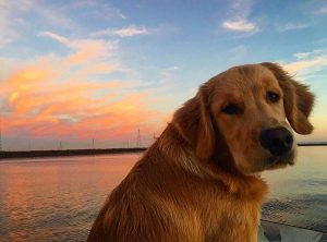 Perro sorprende en redes sociales al hacer ejercicios junto a equipo de remo