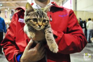 ¡Se viene la Expo mascotas y animales en Espacio Riesco!