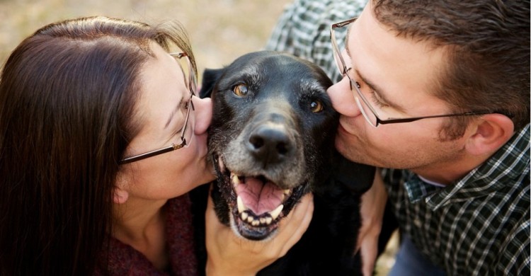 Ley Cholito de tenencia responsable de mascotas