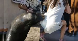 Niña arrastrada hacia el mar por un lobo marino podría presentar problemas de salud por el ataque