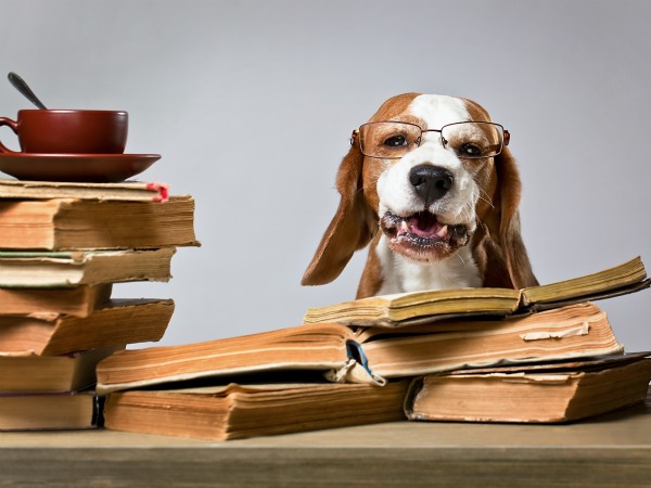 Perros entienden hasta 200 palabras