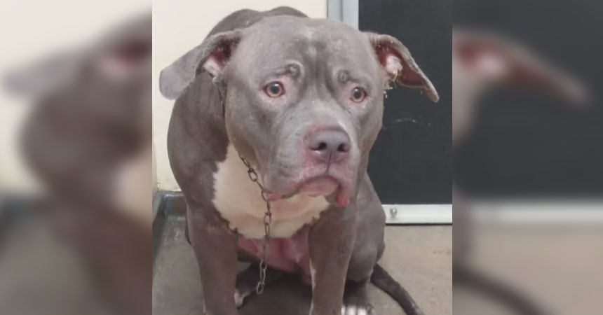 La reacción de esta pitbull al ser abandonada por sus dueños que te partirá el corazón