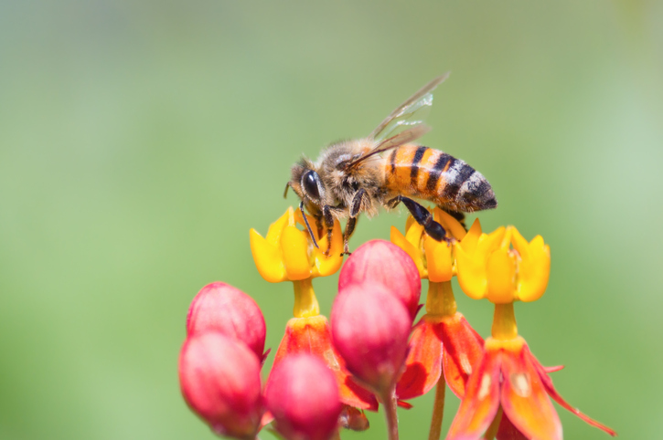 Abejas