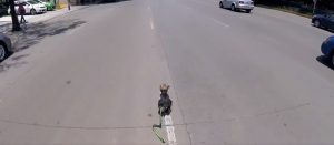 La heroica persecución de esta ciclista para evitar el atropello de un perrito
