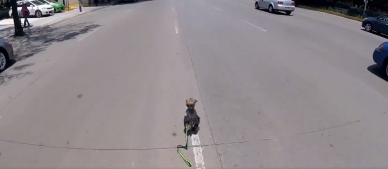 La heroica persecución de esta ciclista para evitar el atropello de un perrito