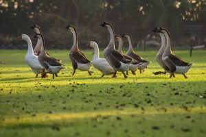 El tierno gesto de estos policías con una familia de gansos