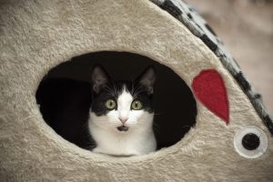 ¿Cuántos ves? El desafío de los gatos en el espejo que revela rasgos de tu personalidad