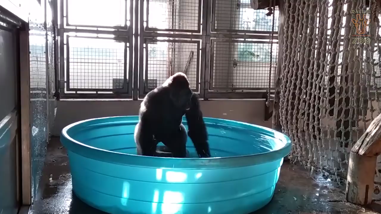 Zola, el gorila que sorprende bailando en su piscina