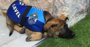 ¡Awww! Conoce a Gavel, el perro que fue expulsado de la policía por ser demasiado tierno