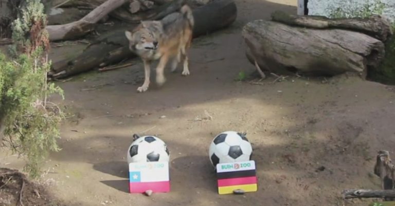 Zabivaka, el lobo del Buin Zoo, predijo el resultado de la final entre Chile y Alemania