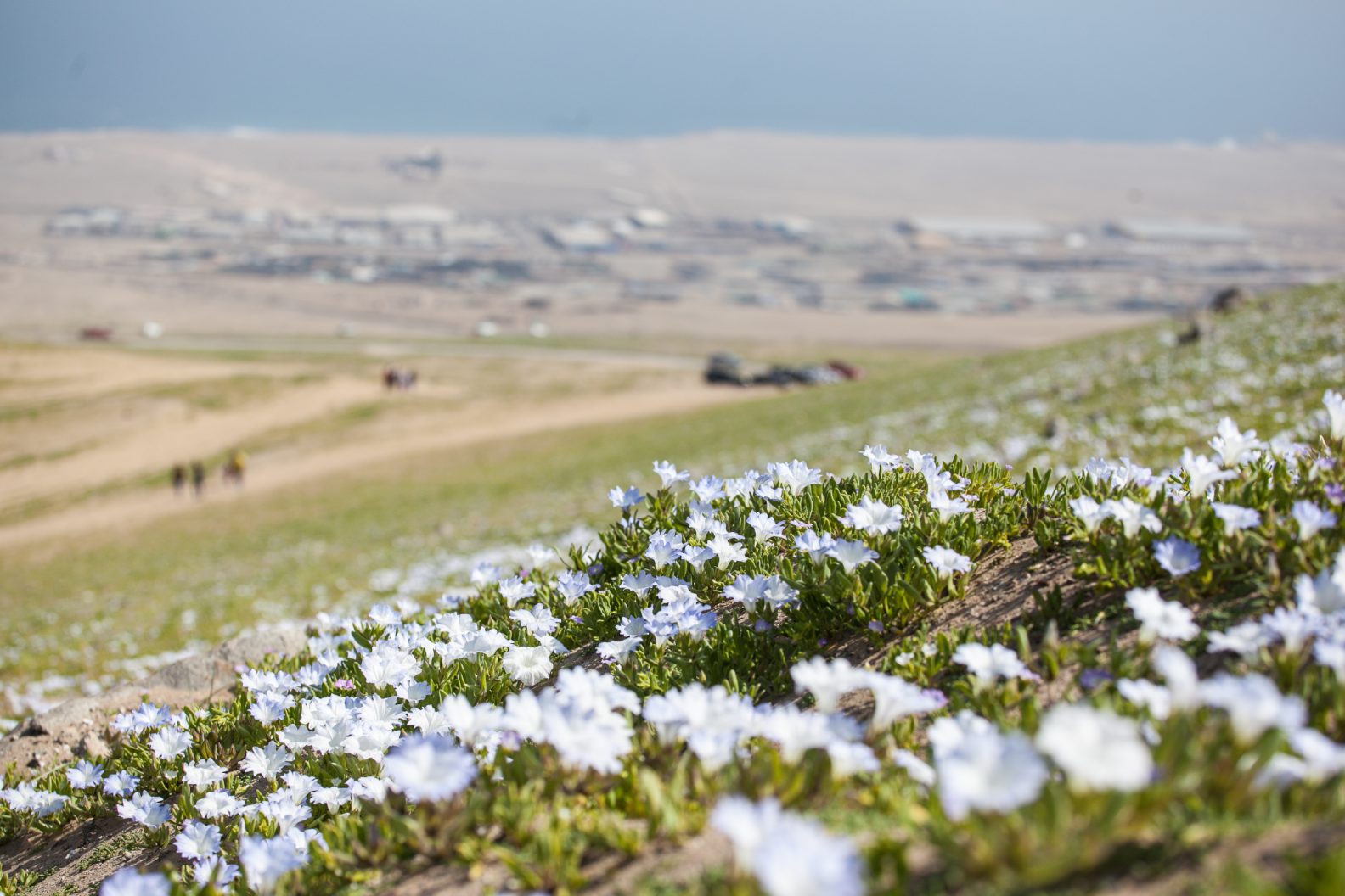 Desierto Florido Antofagasta