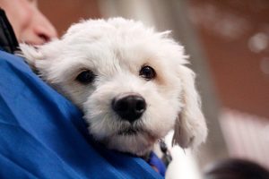 Veterinario escribe emotiva carta a los asesinos de mascotas y se vuelve viral