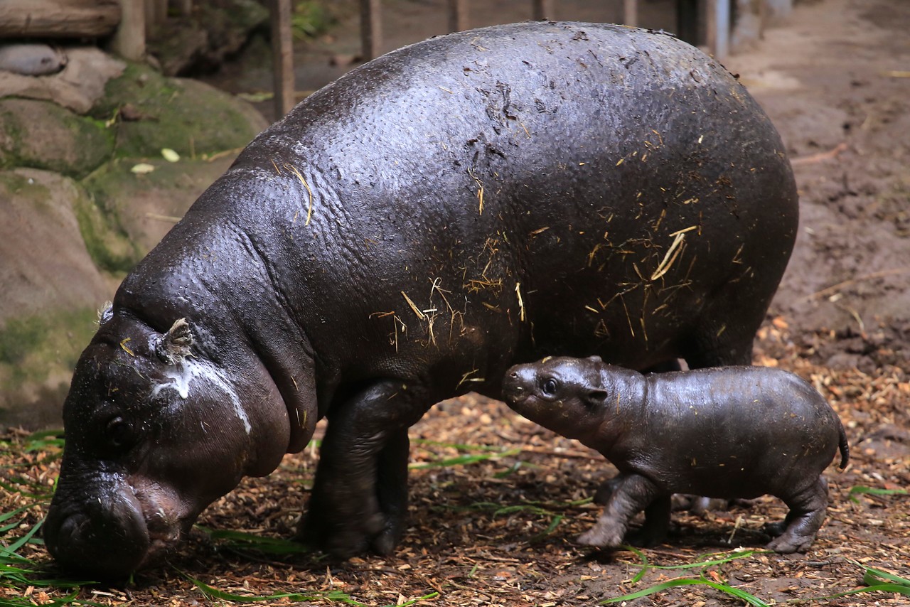 hipopótamo pigmeo Buin zoo