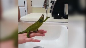 La tierna reacción de este camaleón al ver por primera vez el agua de la llave
