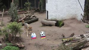 Lobo del Buin Zoo predice triunfo de Chile sobre Alemania en Copa Confederaciones