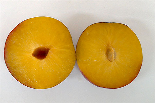 Ciruelo japonés variedad