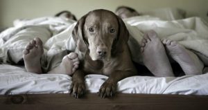 5 cosas que debes tener en cuenta si duermes con tu mascota