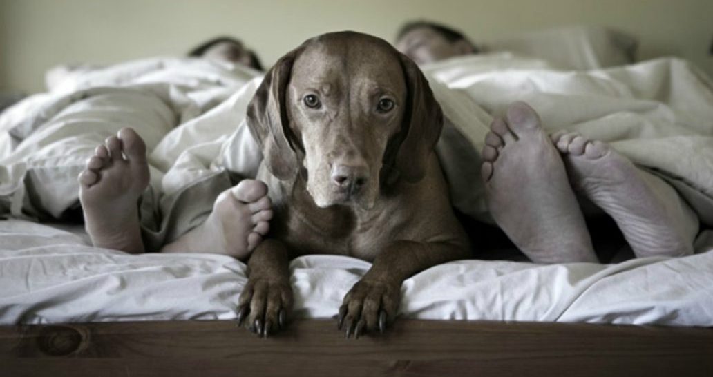 5 cosas que debes tener en cuenta si duermes con tu mascota
