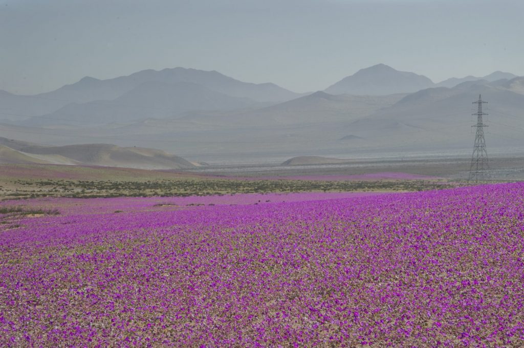 Desierto Florido