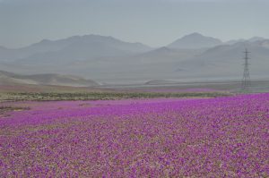 ¡Imperdible! Desierto florido será el más espectacular de los últimos 20 años