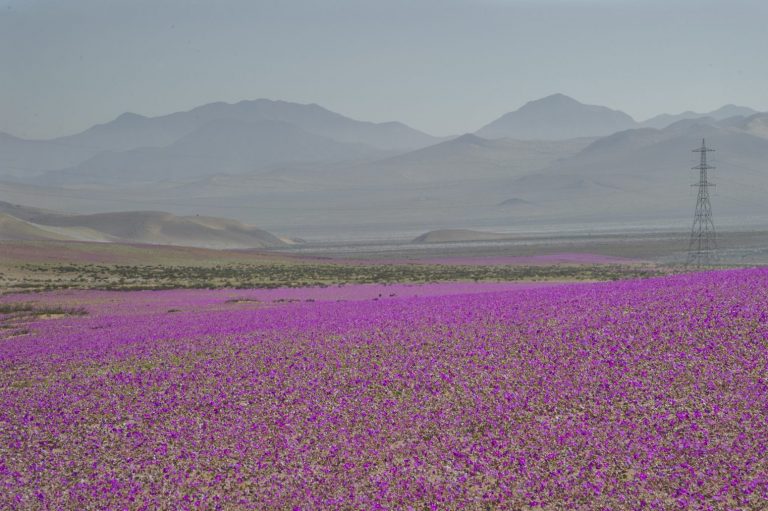 ¡Imperdible! Desierto florido será el más espectacular de los últimos 20 años