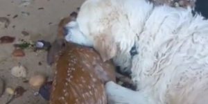 Perro rescató a un pequeño venado y lo salvó de ahogarse