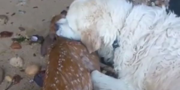 Perro rescató a un pequeño venado y lo salvó de ahogarse