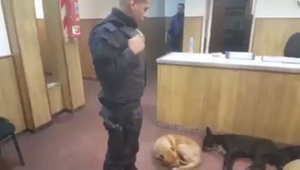 El tierno gesto de este policía para que los perros del barrio no pasen frío