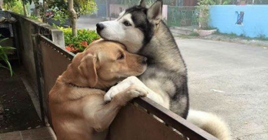 ¡Nada los separa! Conoce la tierna historia de amor del perro que deja de llorar cuando ve a su amigo