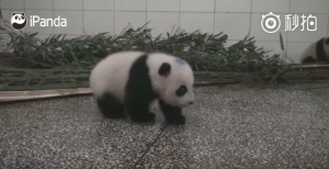 Este tierno video de un bebé panda con hipo ha causado furor