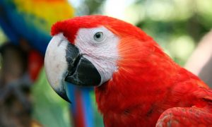 ¡Participa por entradas para disfrutar Animal park!