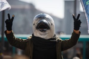 Delfín presidente: Greenpeace lanza su propio candidato presidencial