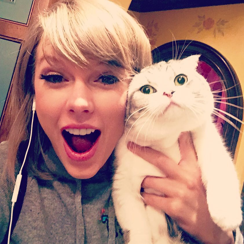 Gatos Taylor Swift