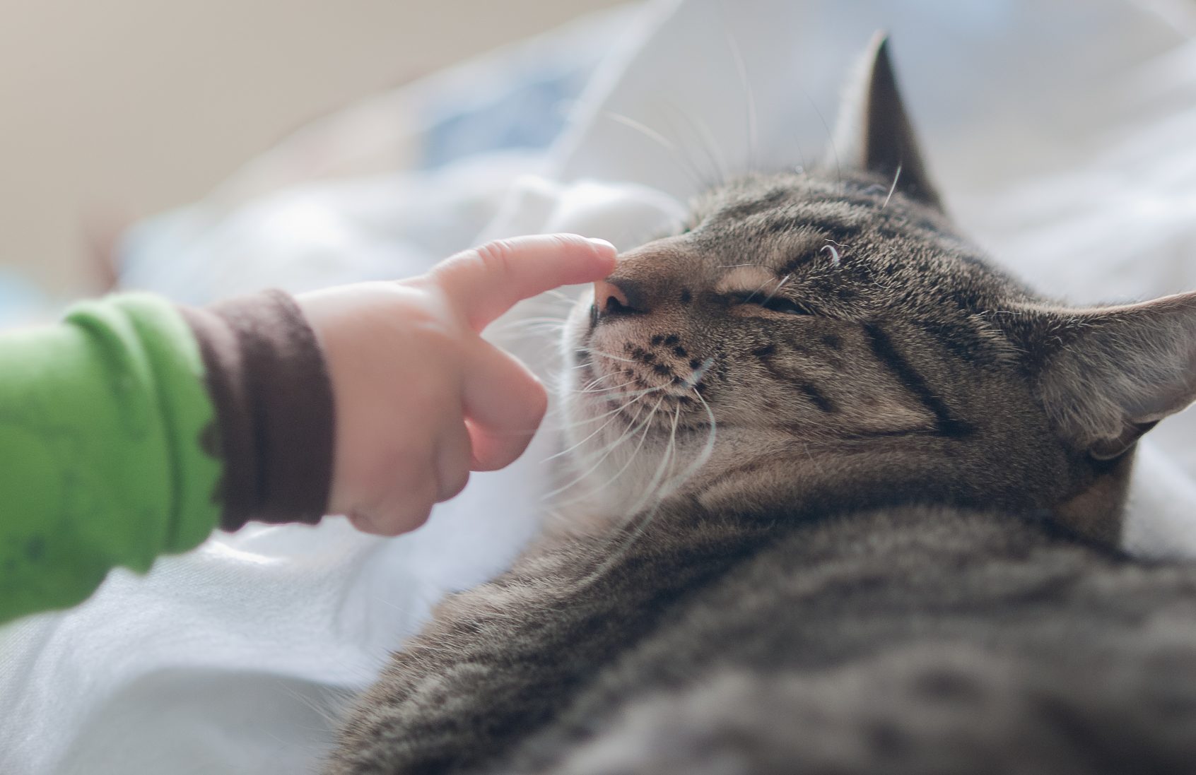 ¿Los gatos son buenas mascotas para los niños?
