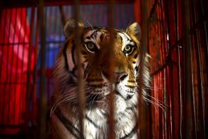 Senado rechaza iniciativa que busca prohibir los animales en los circos